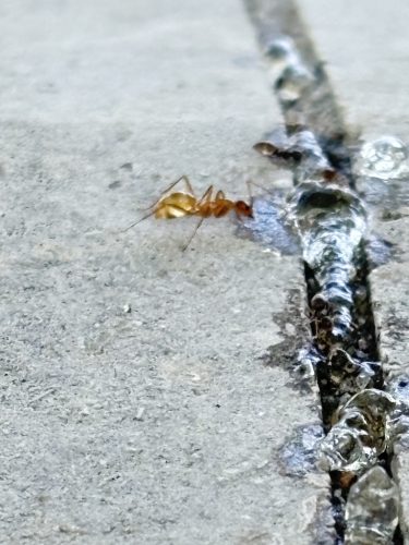 pest-control-service-Bartlesville-OK-10-1.20.26