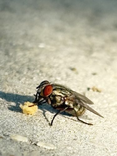 pest-control-service-Bartlesville-OK-16-1.20.26