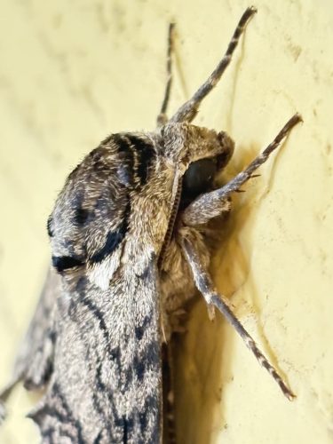 pest-control-service-Bartlesville-OK-17-1.20.26