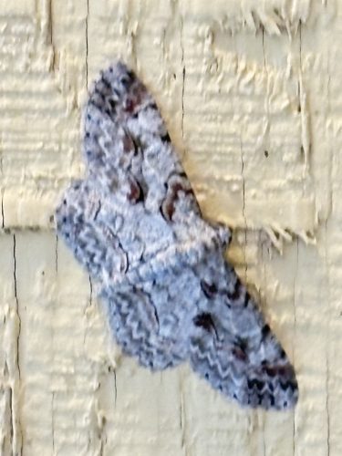 pest-control-service-Bartlesville-OK-18-1.20.26