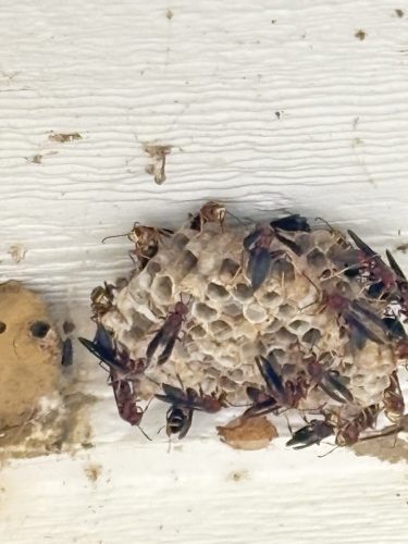 pest-control-service-Bartlesville-OK-19-1.20.26