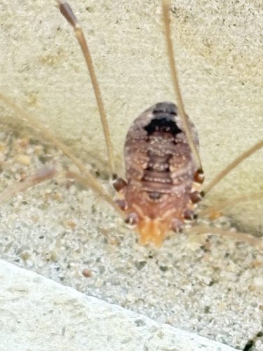 pest-control-service-Bartlesville-OK-7-1.20.26