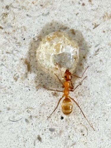 pest-control-service-Bartlesville-OK-8-1.20.26